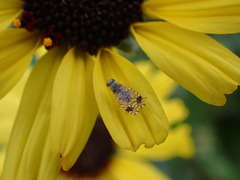 Euarestoides acutangulus