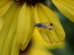 Euarestoides acutangulus