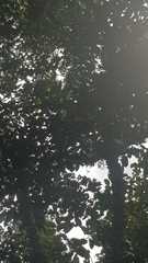 Zanthoxylum brachyacanthum