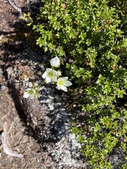 Gentianella montana montana