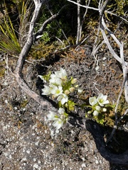 Gentianella montana montana