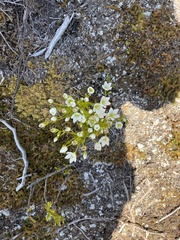 Gentianella montana montana