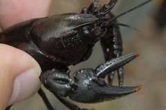 Cambarus acuminatus