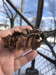 Ulmus americana