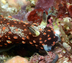 Nembrotha