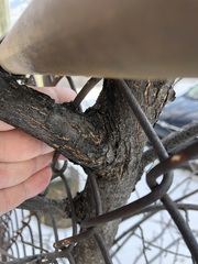 Ulmus americana