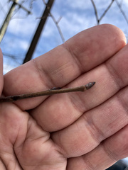 Ulmus americana