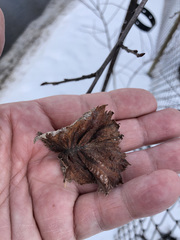 Ulmus americana