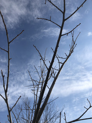 Ulmus americana