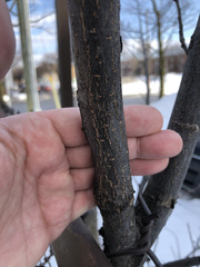 Ulmus americana