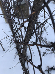 Ulmus americana