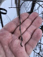 Ulmus americana