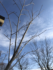 Ulmus americana