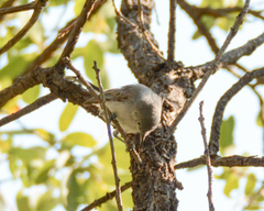 Polioptila nigriceps