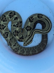 Crotalus ehecatl
