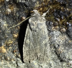 Lithophane laticinerea