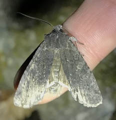Lithophane laticinerea
