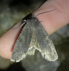 Lithophane laticinerea