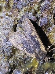 Lithophane hemina