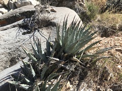 Agave utahensis
