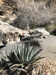 Agave utahensis