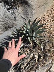 Agave utahensis