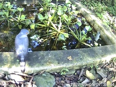 Accipiter virgatus fuscipectus