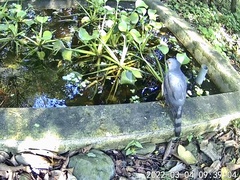 Accipiter virgatus fuscipectus