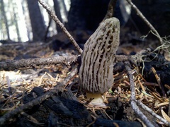 Morchella exuberans