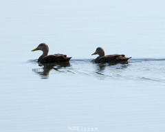 Anas platyrhynchos × fulvigula