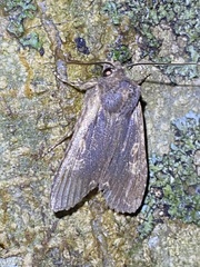 Lithophane hemina