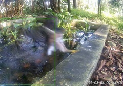 Accipiter virgatus fuscipectus