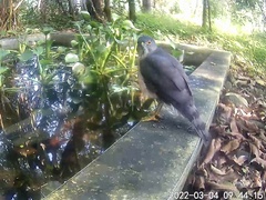 Accipiter virgatus fuscipectus