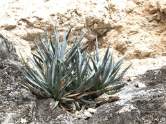 Agave utahensis