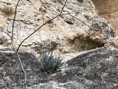 Agave utahensis