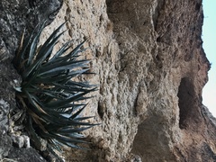 Agave utahensis