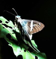 Astraptes brevicauda