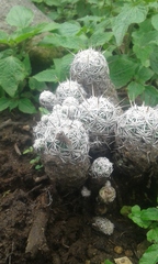Coryphantha clavata