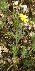 Madia citriodora