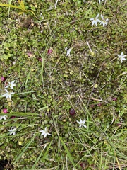 Lobelia angulata