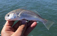 Genyonemus lineatus