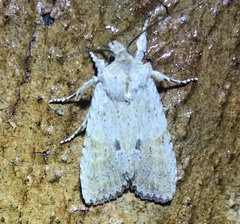 Lithophane patefacta