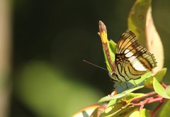 Adelpha serpa