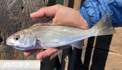 Genyonemus lineatus