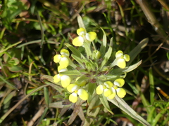 Castilleja campestris