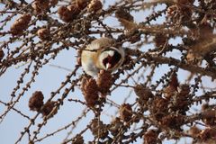 Carduelis carduelis
