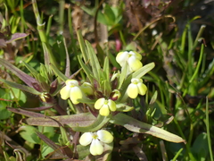 Castilleja campestris