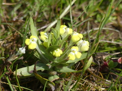 Castilleja campestris