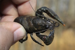 Faxonius virginiensis