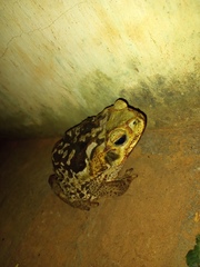 Rhinella diptycha